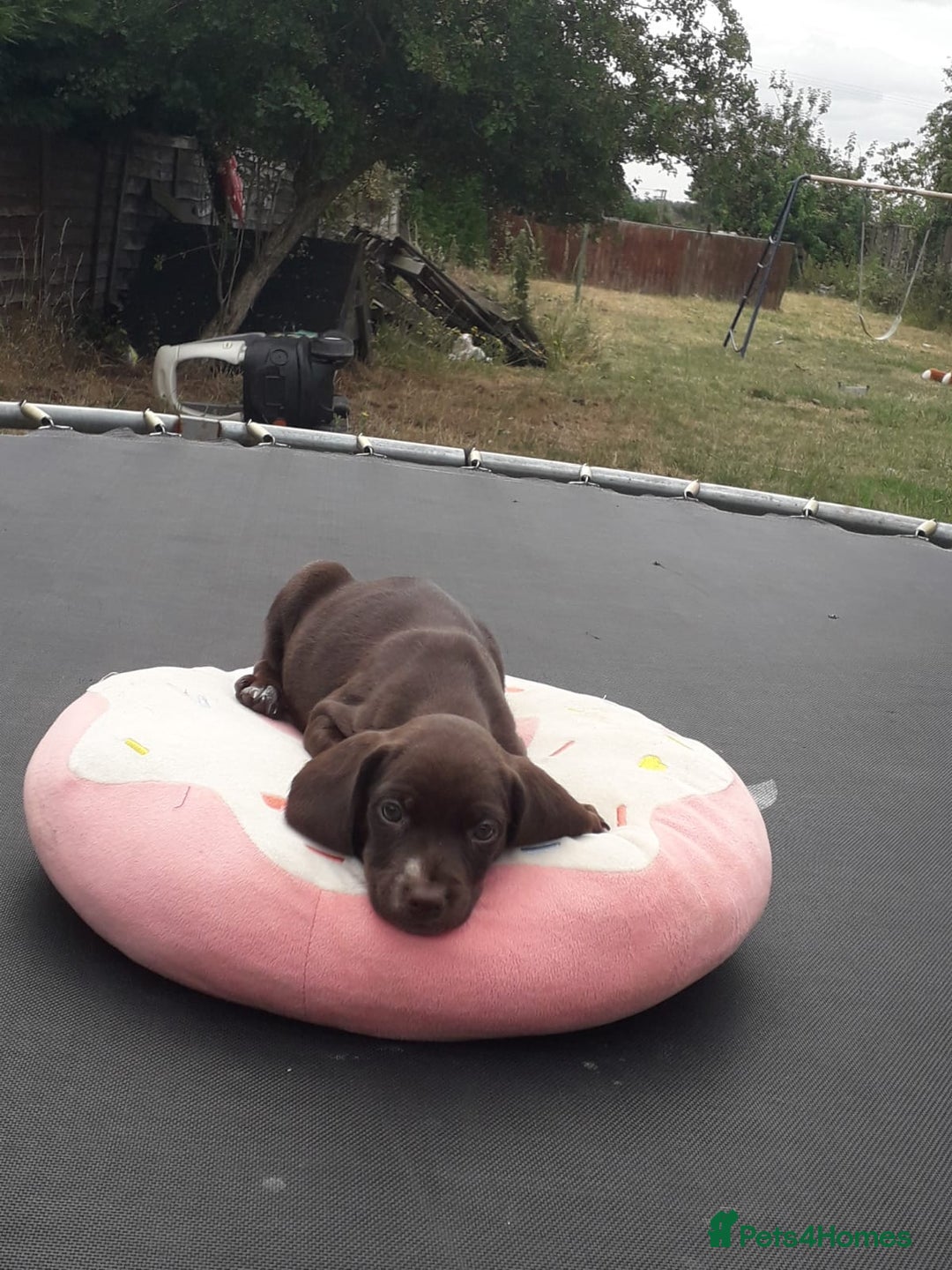 Field Spaniel dogs for sale: Spaniel puppies  - Image 6
