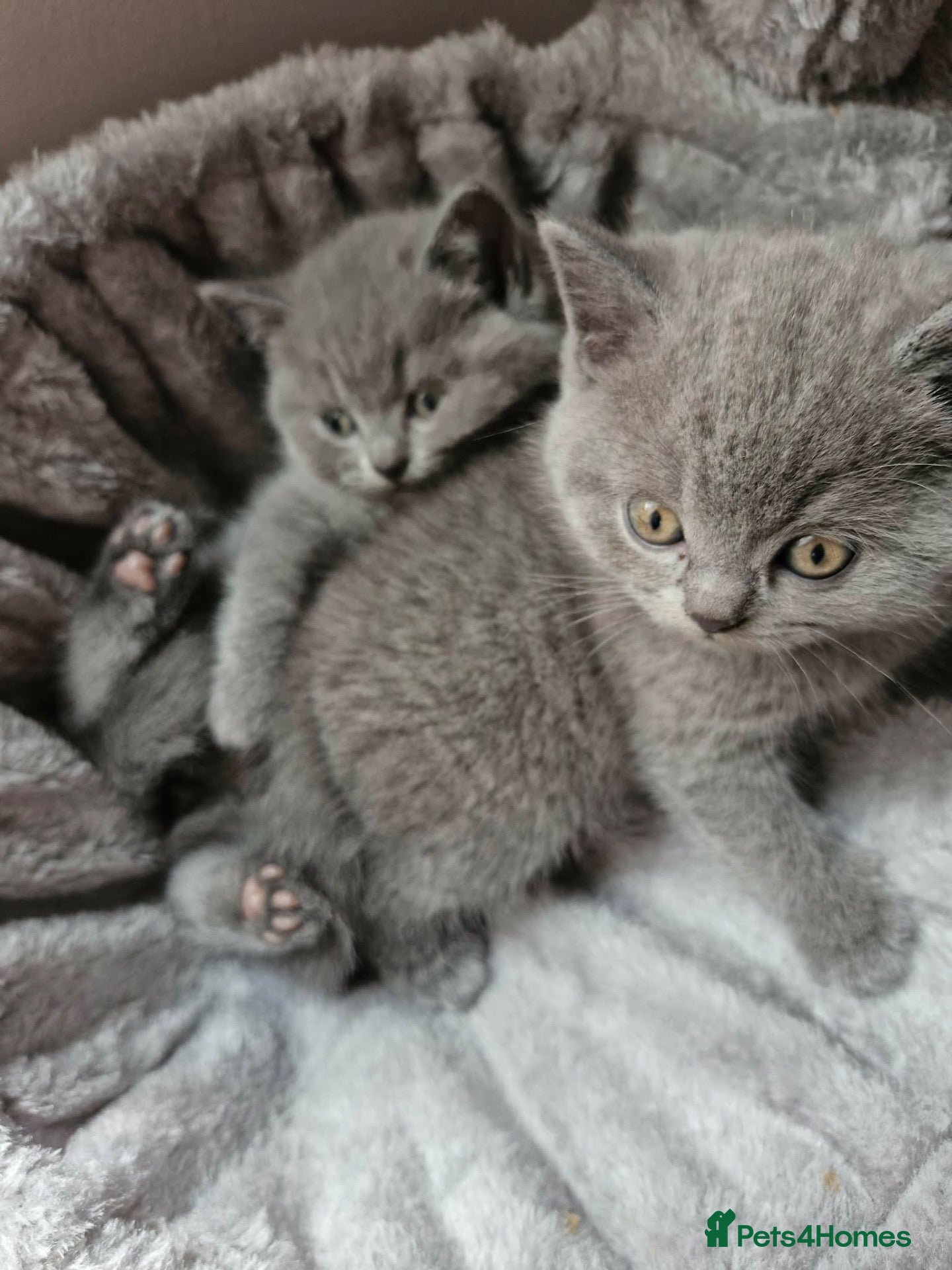 British Shorthair cats Stunning Full pedigree BSH KITTENS ( GCCF REG )  - Advert 2