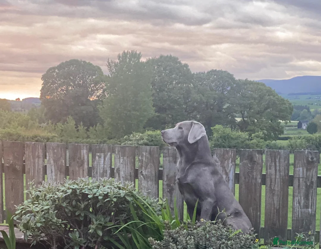 Labrador Retriever dogs for stud: Perfect Well Proven Health Tested Silver Stud in Appleby-in-Westmorland - Advert 11