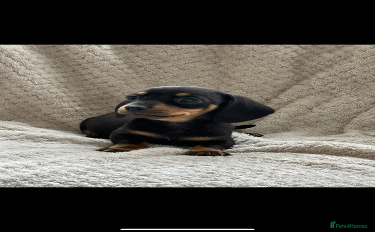 Miniature Dachshund dogs - Advert 3