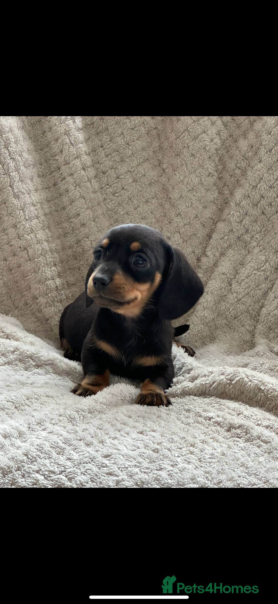 Miniature Dachshund dogs for sale: Kc registered miniature dachshund puppies  - Image 4
