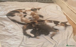 Domestic Shorthair cats for sale: 🐾 9 Beautiful Kittens - Image 2