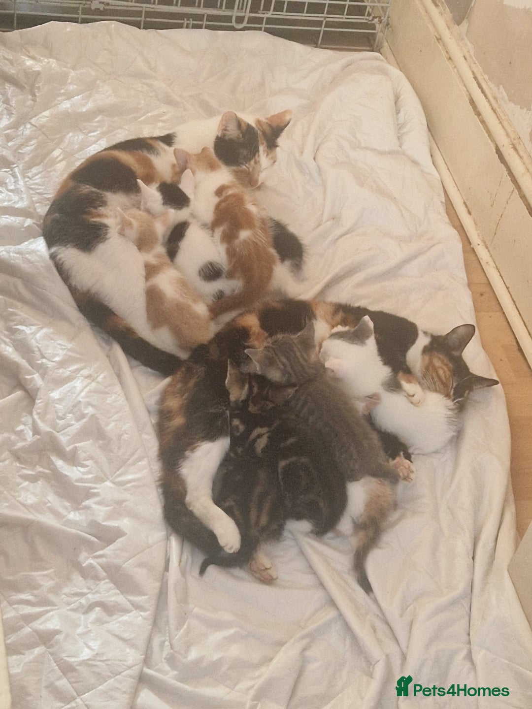 Domestic Shorthair cats for sale: 🐾 9 Beautiful Kittens - Image 2