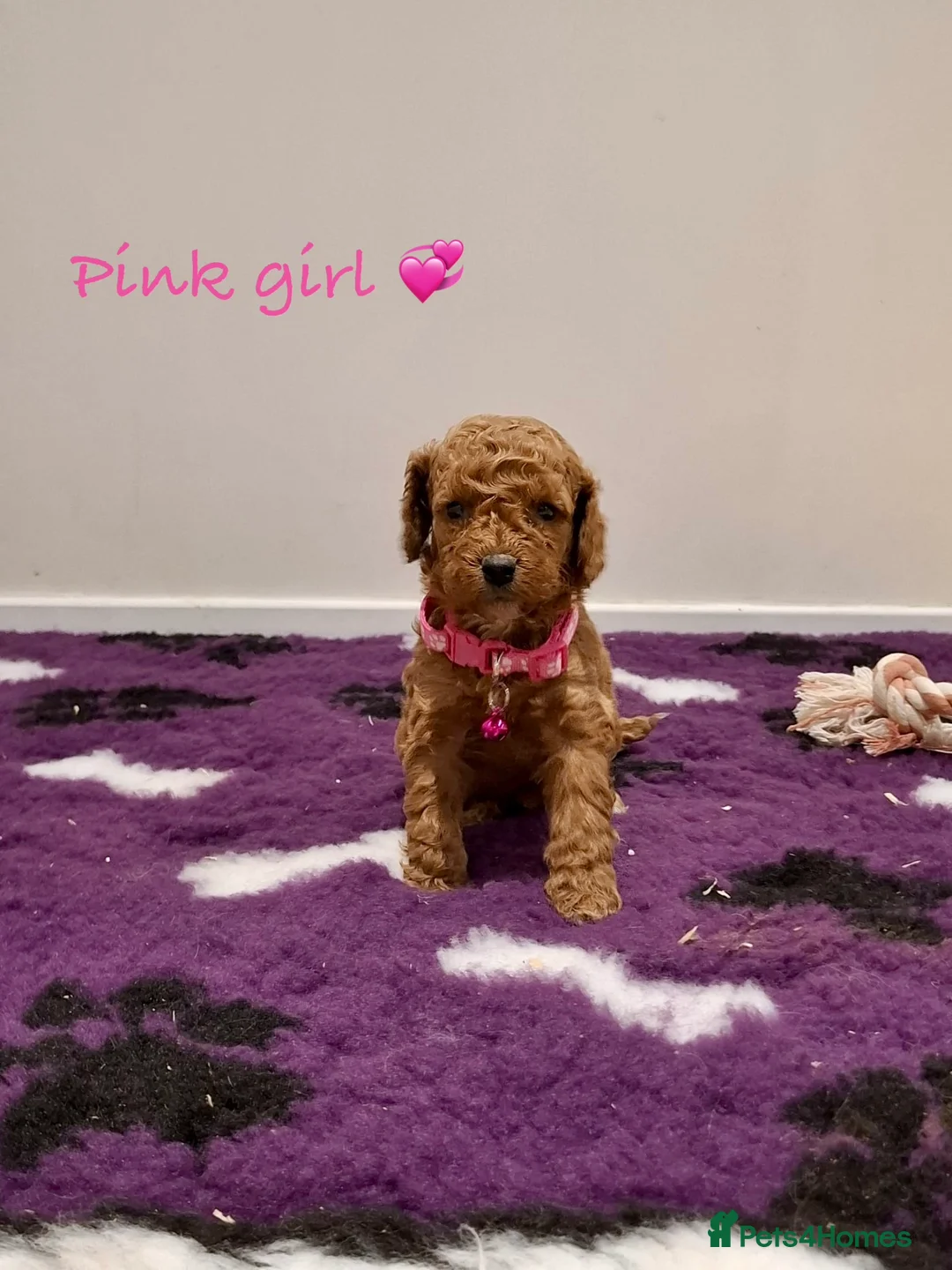 Cockapoo dogs for sale: Stunning F1B Cockapoos - Advert 10
