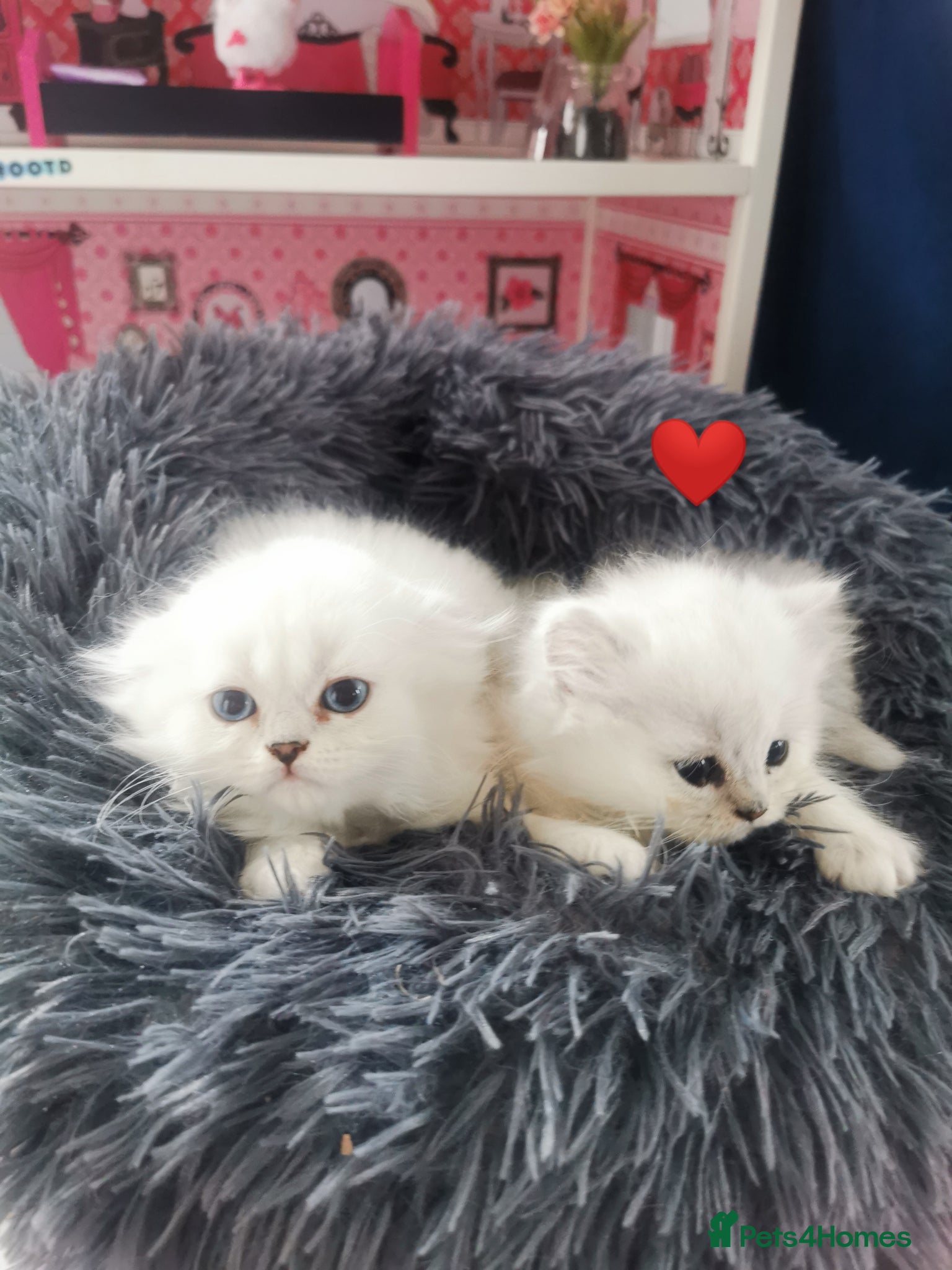 Scottish Fold cats Scottish Fold Girl/Boy Left - Advert 2