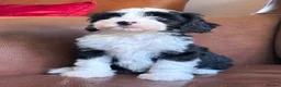 Tibetan Terrier dogs for sale: Beautiful Kc Registered Tibetan Terrier Puppies - Advert 15