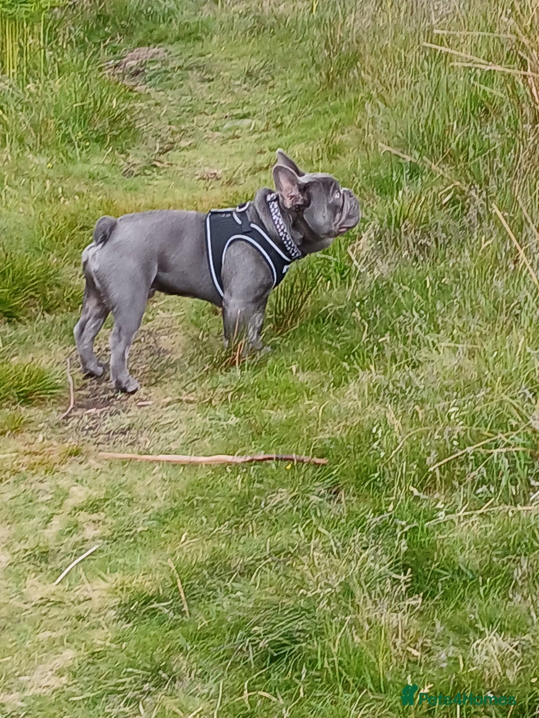 French Bulldog dogs for stud: French bulldog for stud - Advert 9