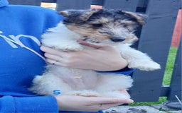 Fox Terrier dogs for sale: KC Reg Wire Fox Terrier Puppies READY NOW - Image 14