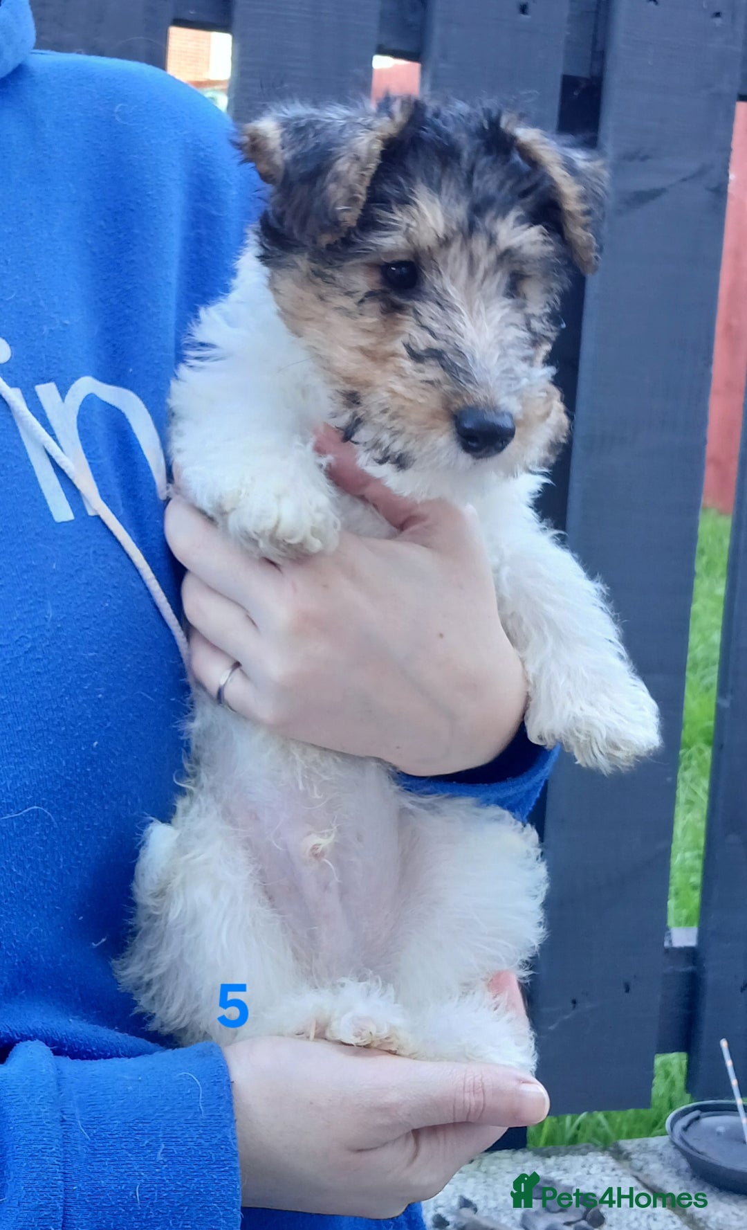 Fox Terrier dogs for sale: KC Reg Wire Fox Terrier Puppies READY NOW - Image 14