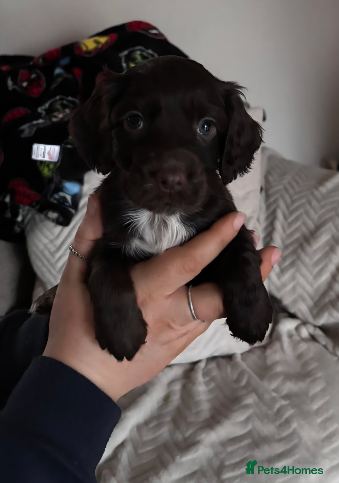 Cocker Spaniel dogs for sale: Working coker spaniel puppies - Advert 4