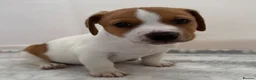 Jack Russell dogs for sale: Bred From Health Tested Parents - Advert 22