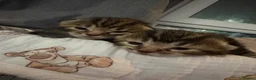 Mixed Breed cats for sale: 2 gorgeous female kittens  in Glasgow - Advert 6