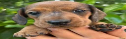 Miniature Dachshund dogs for sale: KC Miniature Dachshund Puppies For Sale - Advert 4