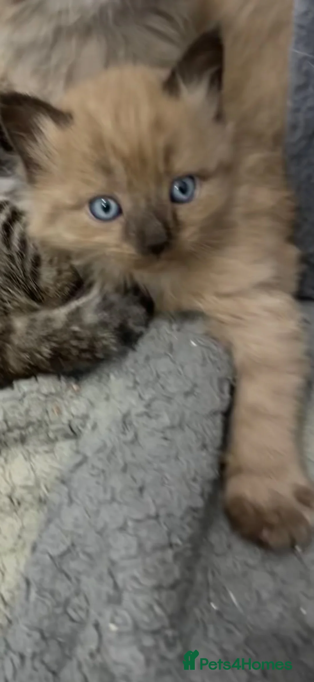 Mixed Breed cats for sale: Beautiful cream and grey kitten  - Advert 2