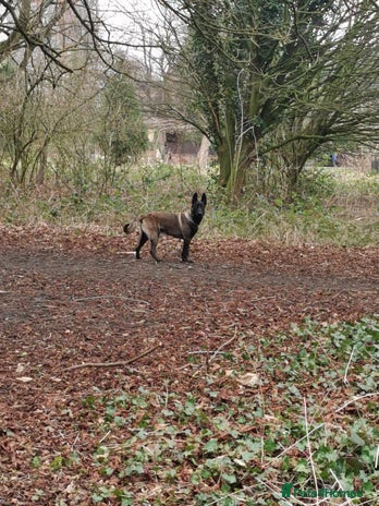 Belgian Shepherd Dog dogs in Liverpool - Advert 1
