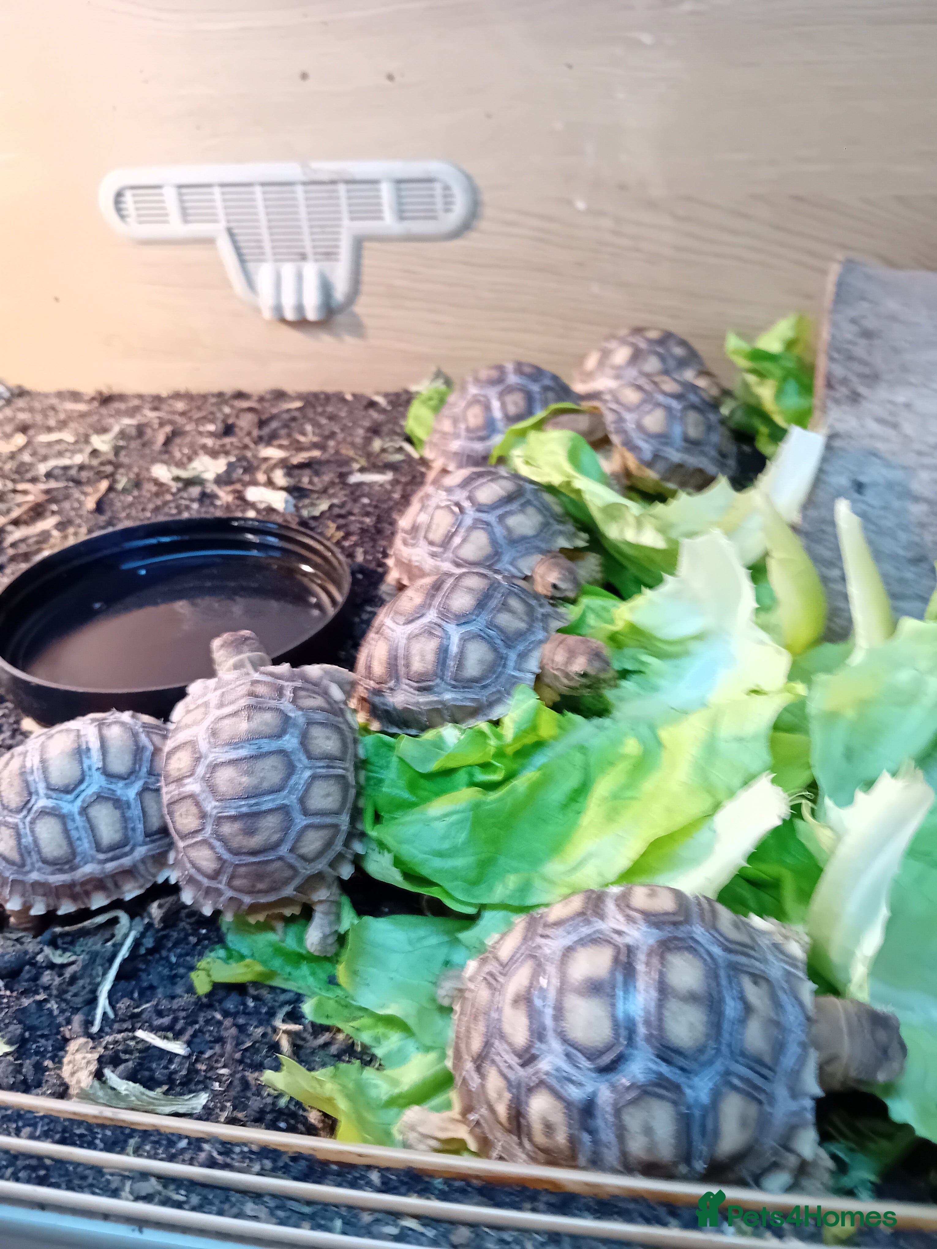 Tortoise reptiles Baby Solcata tortoises - Advert 1
