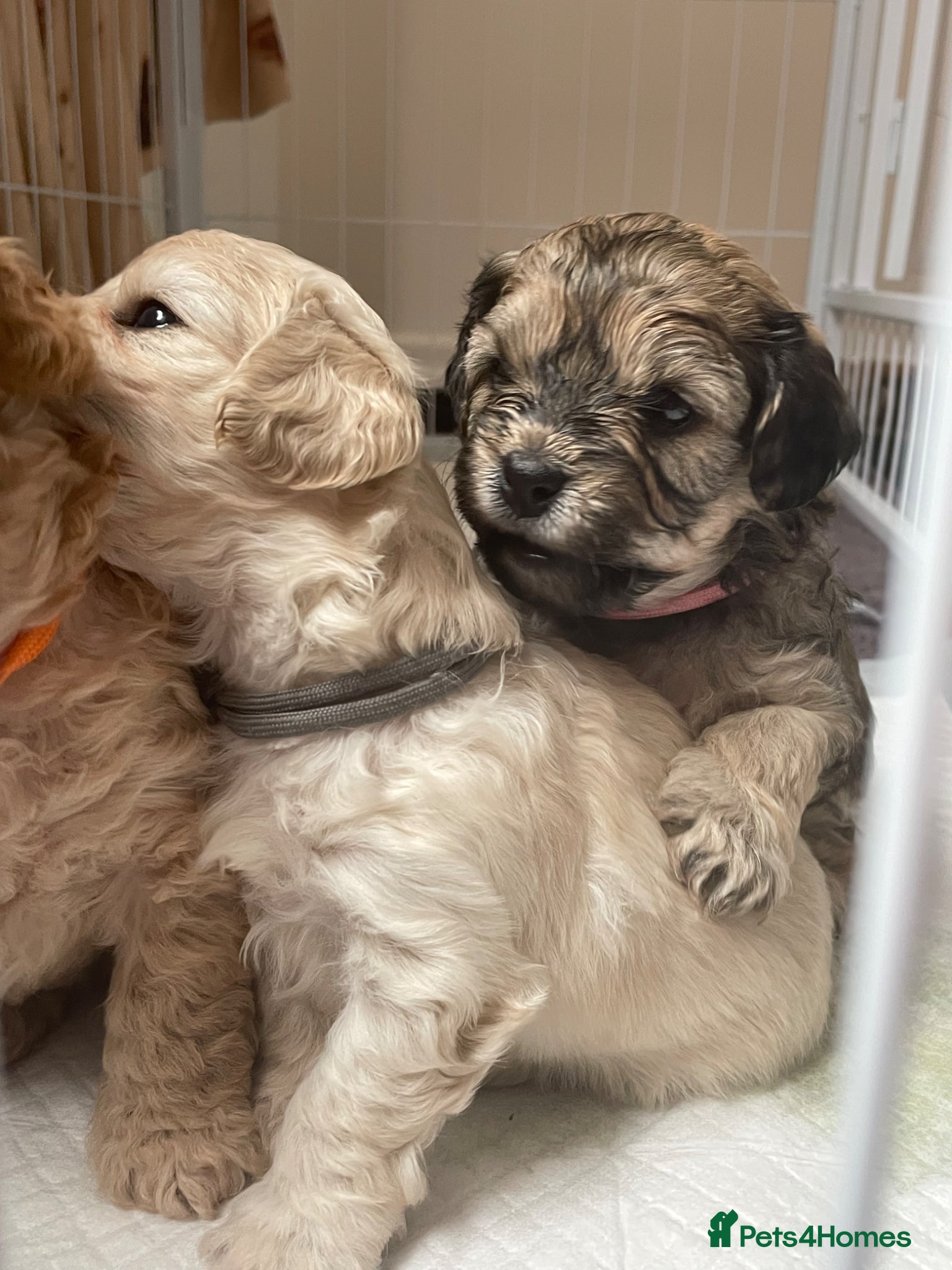 Cavapoochon dogs Gorgeous toy cavapoochons for sale - Advert 1