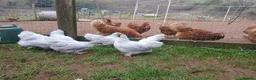 Chickens poultry for sale: Young pekin bantam pullets - Advert 1