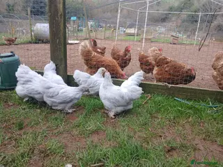 Chickens poultry Young pekin bantam pullets - Advert 1