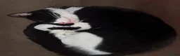 Mixed Breed cats for sale: 5 black and white kittens  - Advert 11