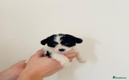 Cockapoo dogs for sale: Cockapoo Puppies  - Image 5