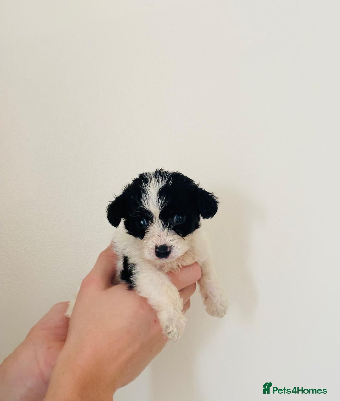 Cockapoo dogs for sale: Cockapoo Puppies  - Image 5