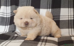 Chow Chow dogs for stud: outstanding chow chow stud in Wednesbury - Image 15