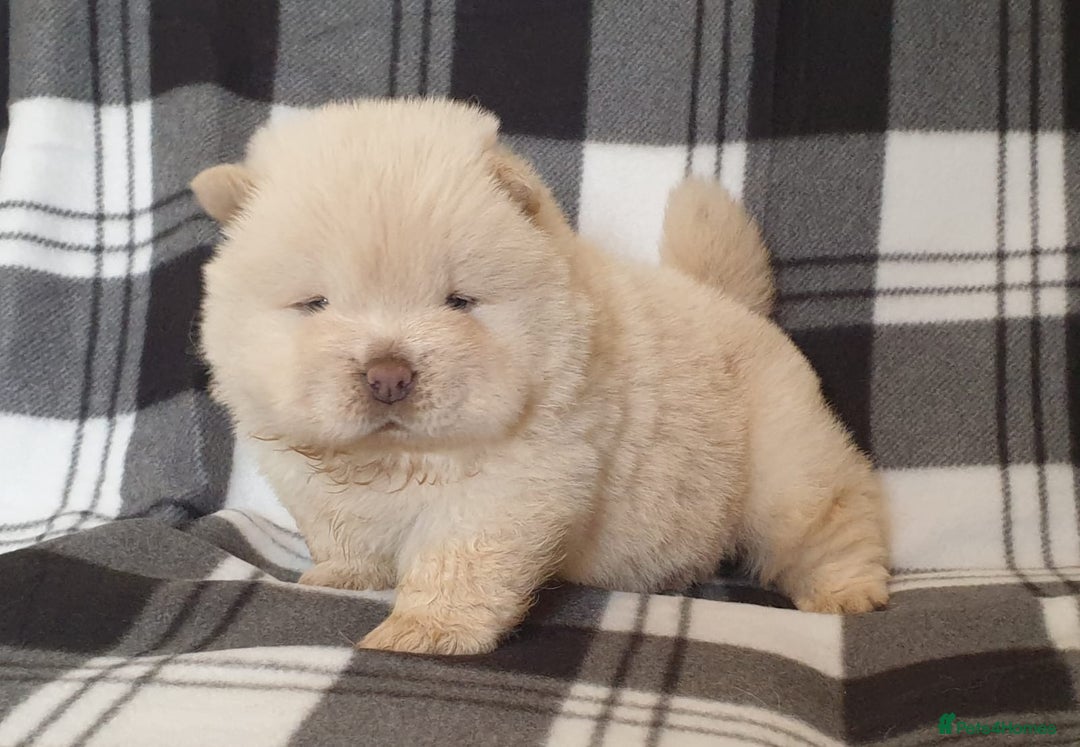 Chow Chow dogs for stud: outstanding chow chow stud in Wednesbury - Image 15