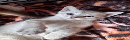 Oriental cats for sale: Only 2 remaining- snow orientals. 1 girl 1 boy - Advert 9