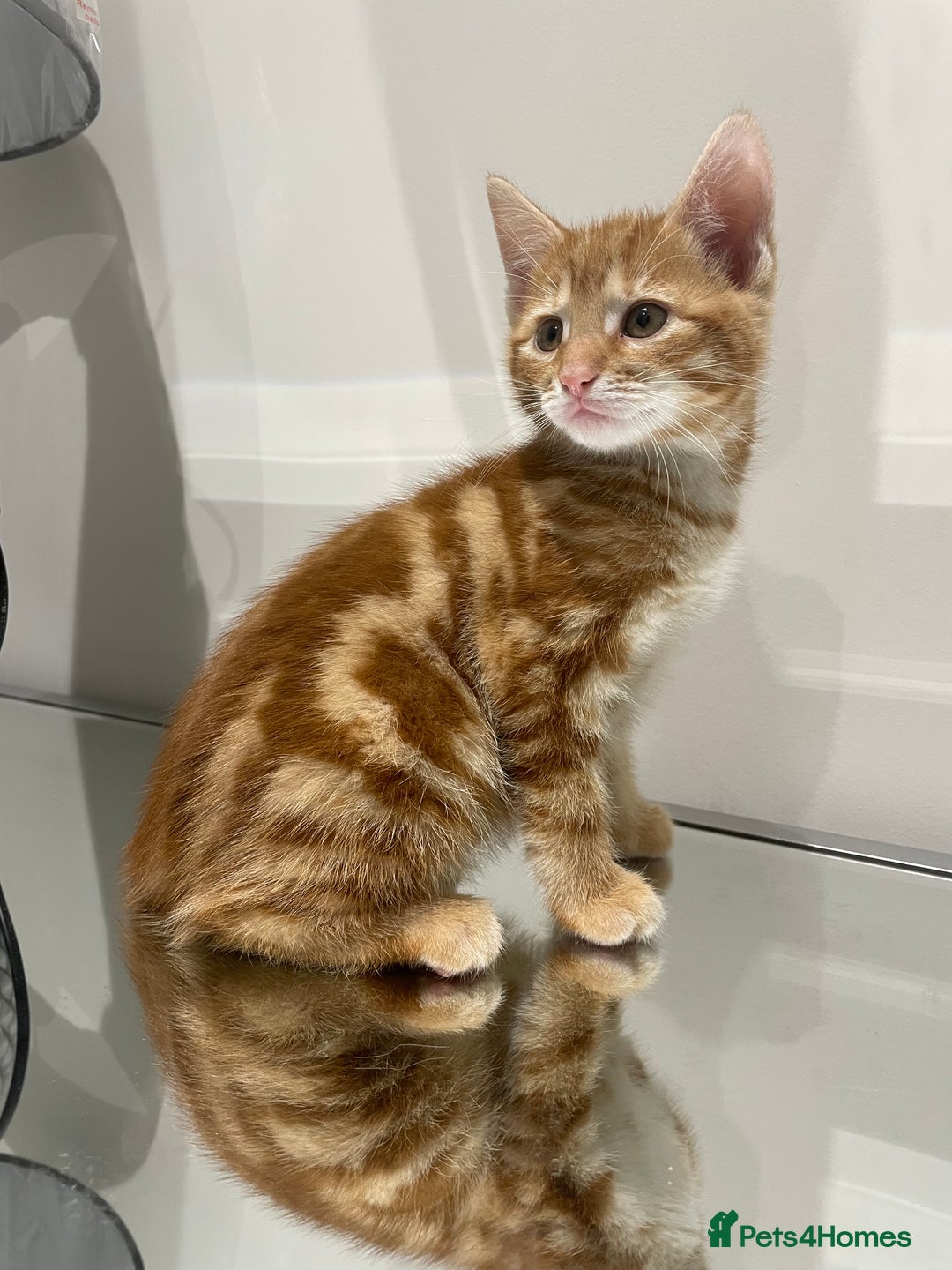 Mixed Breed cats for sale: Beautiful kittens ready to go now  - Advert 6