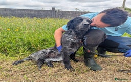 English Setter dogs for adoption: Pili  - Image 1