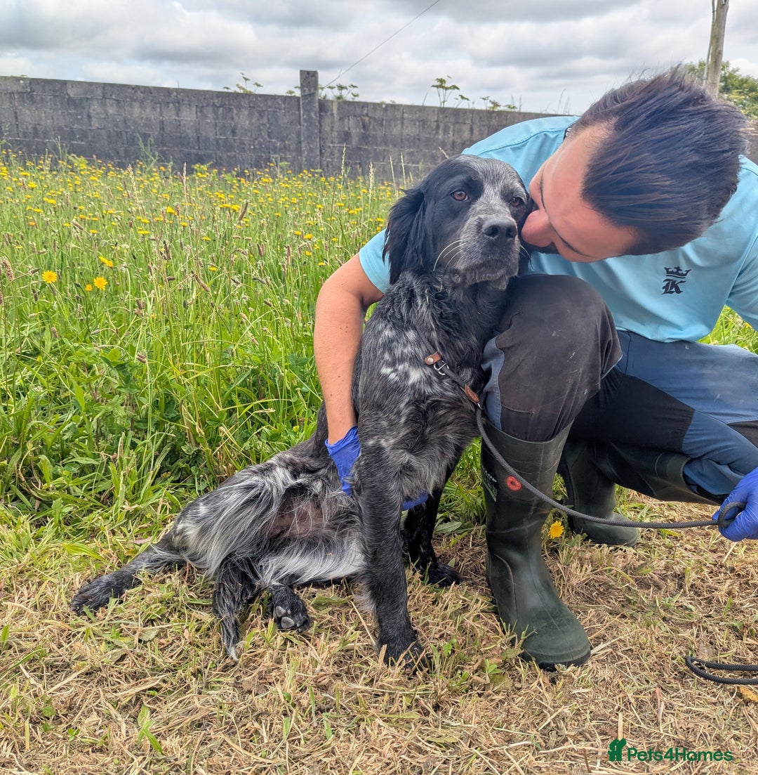 English Setter dogs for adoption: Pili  - Image 1