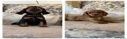 Cocker Spaniel dogs for sale: Fantastic Litter of Working Cocker Spaniels  - Advert 3