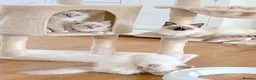 Ragdoll cats for sale: INDOOR GCCF REG CHOCOLATE LILAC RAGDOLL KITTENS - Advert 4