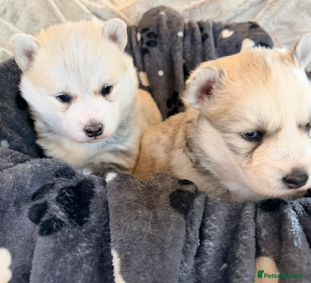 Pomsky dogs for sale: F3 Pomsky puppies  - Advert 3