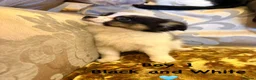 Chihuahua dogs for sale: Chihuahua Puppies  in Dudley - Advert 14