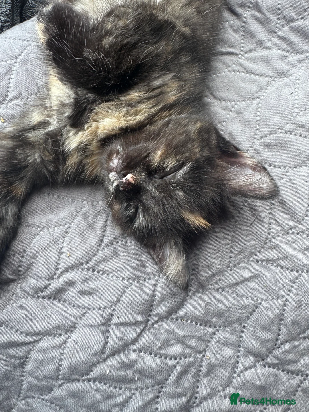 British Shorthair cats for sale: Tortoise shell British short hair  - Advert 2