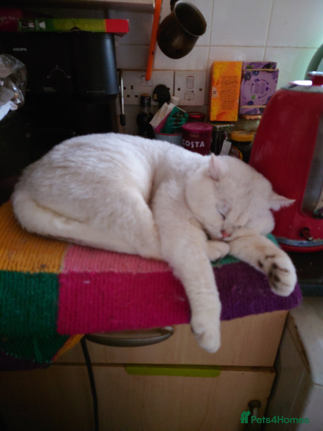British Shorthair cats for sale: British Short Hair BSH kittens - Image 7