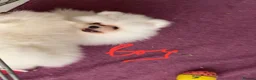 Pomeranian dogs for sale: Snow White Pomeranians in Gainsborough - Advert 8