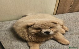 Chow Chow dogs for sale: Outstanding 3 beautiful chow pups - Image 17