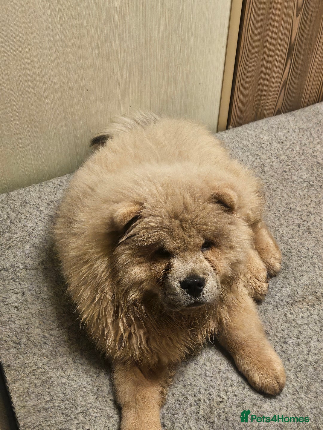 Chow Chow dogs for sale: Outstanding 3 beautiful chow pups - Image 17