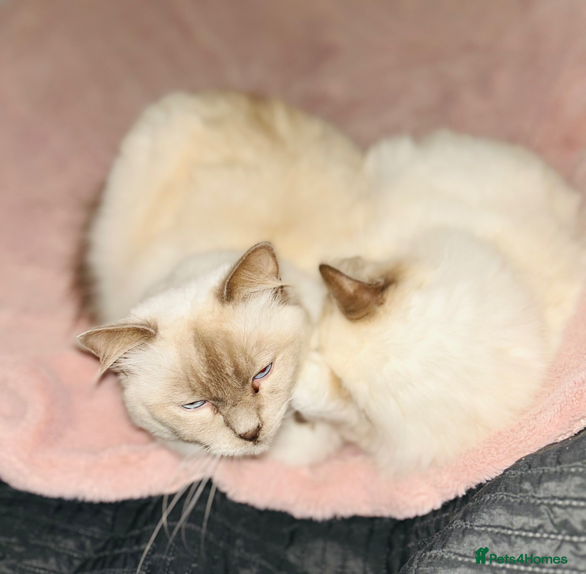 Ragdoll cats Beautiful Bonded Boy & Girl  - Advert 6