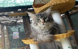 Maine Coon cats for stud: Active Tica duel Gccf Maine Coons in Grantham - Image 21