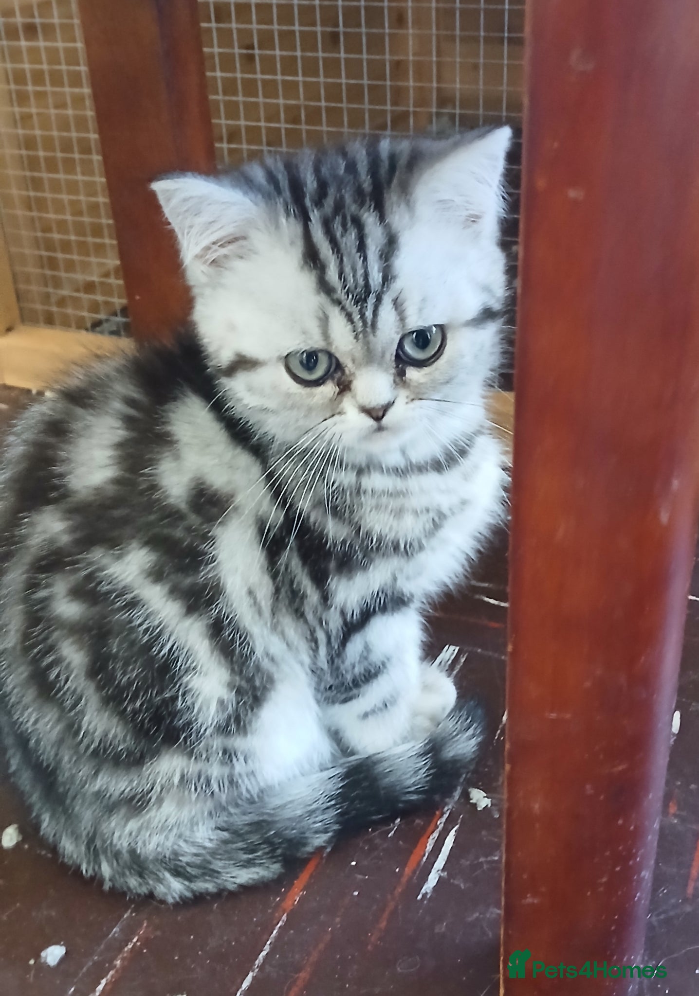 British Shorthair cats Bsh.Silver Classic  Tabby. GCCF. - Advert 14