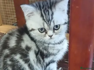 British Shorthair cats Bsh.Silver Classic Tabby. GCCF. - Advert 8