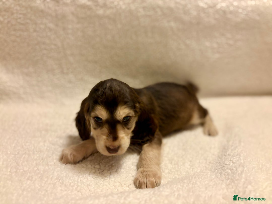 Cocker Spaniel dogs for sale: Show type spaniels - Advert 8