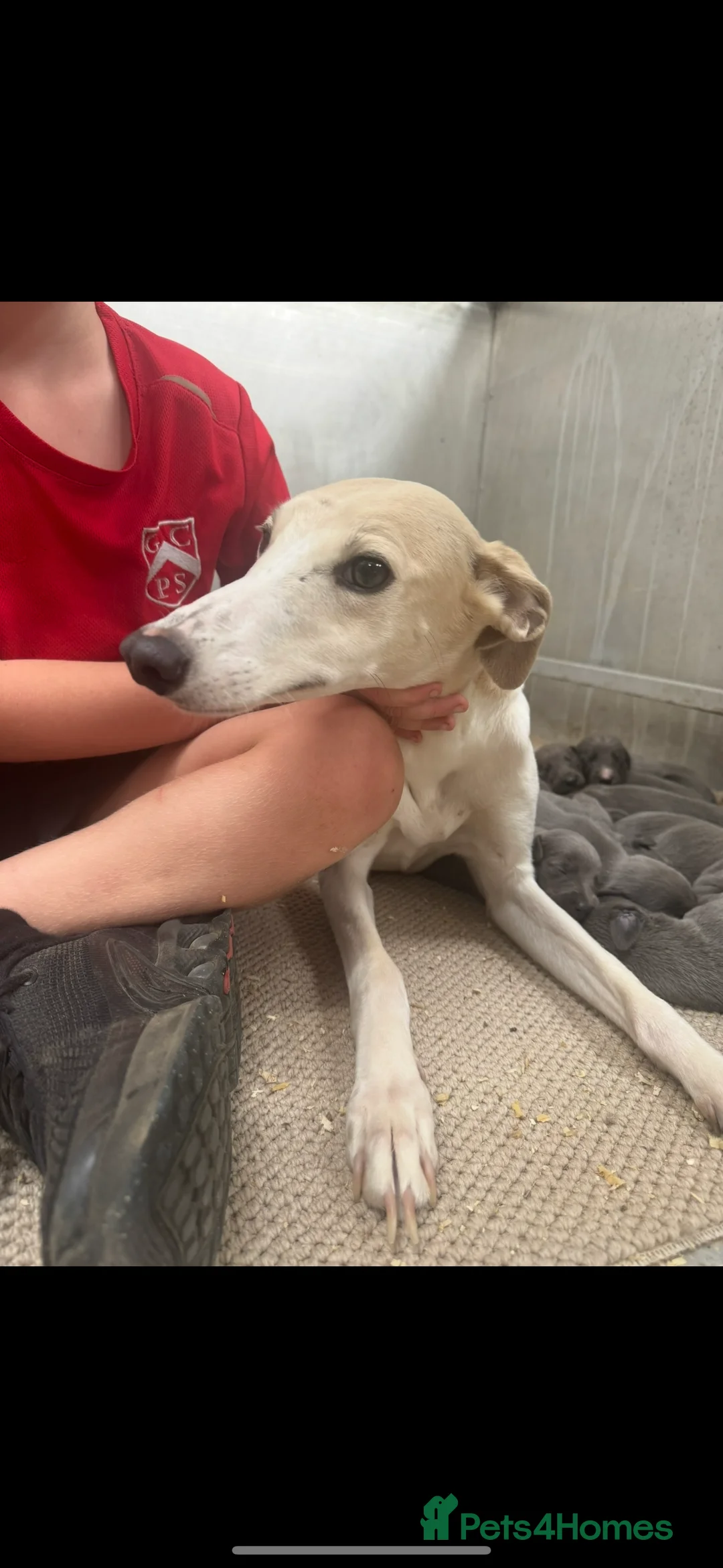 Whippet dogs for sale: KC REGISTERED BLUE SHOW TYPE WHIPPETS - Advert 12