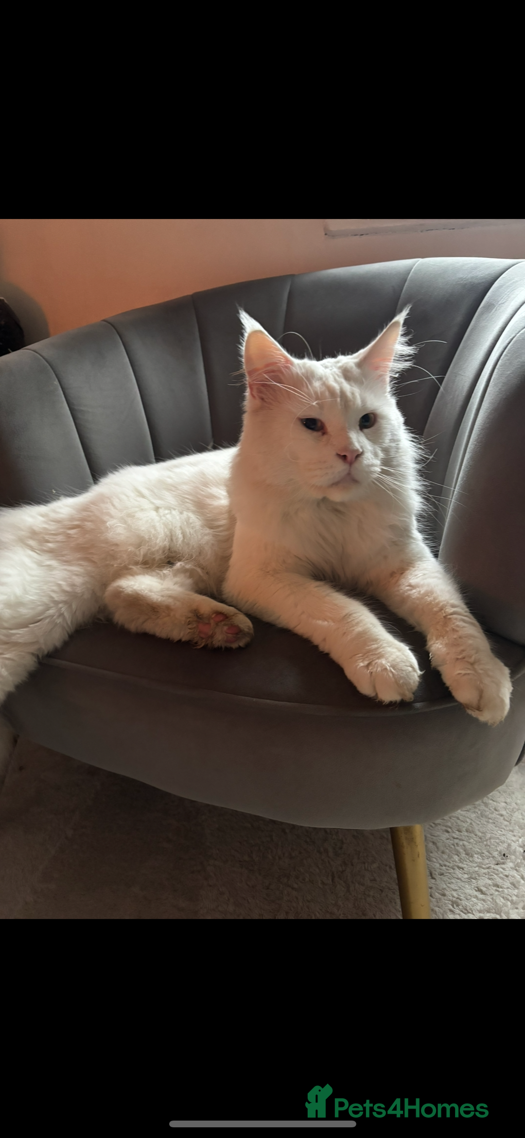 Maine Coon cats for sale: Stunning rare Maine coons  - Advert 2