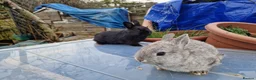 Netherland Dwarf rabbits for sale: Cute little Netherland Dwarf babies-4 boys 2 girls - Advert 12