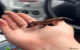 Gecko reptiles for sale: Brown Dalmatian Crested Gecko in Banbury - Image 24